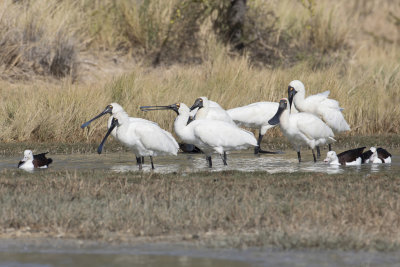 Royal Spoonbill - Koningslepelaar - Spatule royale