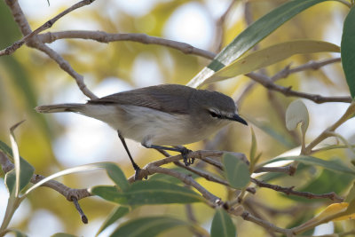 Mangrove Gerygone - Witbrauwmangrovezanger - Gérygone des mangroves