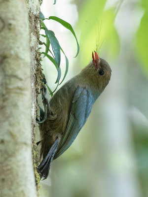 Nuthatch Vanga - Boomklevervanga - Hypositte malgache (f)