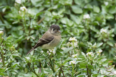 Black-capped Flycatcher - Zwartkapfeetiran - Moucherolle à tête noire
