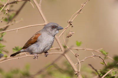 Northern Grey-headed Sparrow - Grijskopmus - Moineau gris