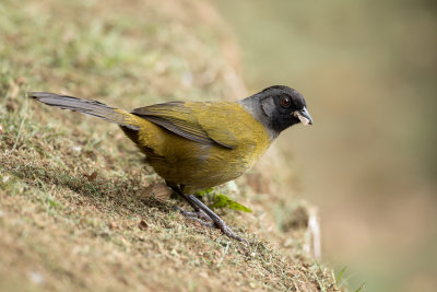 Large-footed Finch - Grootpootstruikgors - Tohi à grands pieds