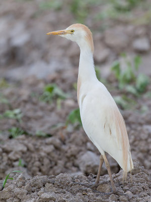 Western Cattle Egret - Koereiger - Hron garde-boeufs