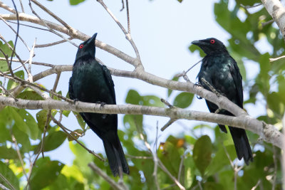 Metallic Starling - Violette Purperspreeuw - Stourne luisant