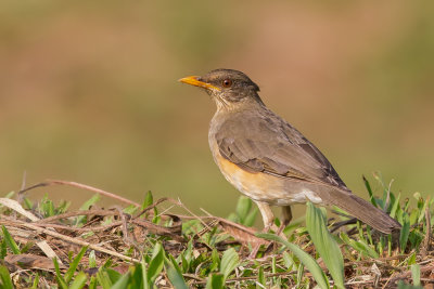 African Thrush - Pelioslijster - Merle africain