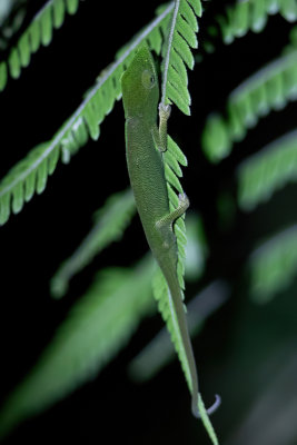 Perinet chameleon