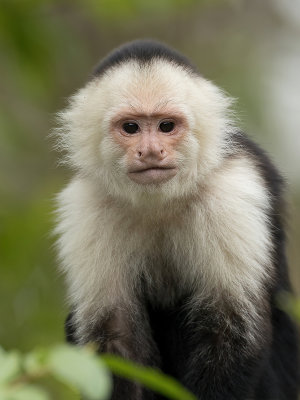 White-faced capuchin