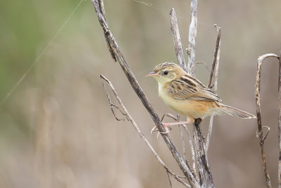 Zitting Cisticola - Graszanger - Cisticole des joncs