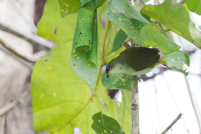 Cream-throated White-eye - Bruinkapbrilvogel - Zostérops à gorge crème