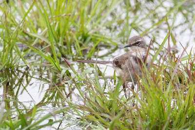 Cape Wagtail - Kaapse Kwikstaart - Cape Wagtail