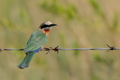 White-fronted Bee-eater - Witkapbijeneter - Gupier  front blanc