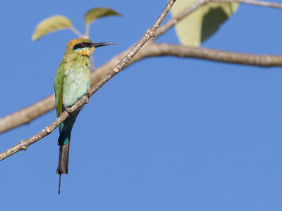 Rainbow Bee-eater - Regenboogbijeneter - Gupier arc-en-ciel