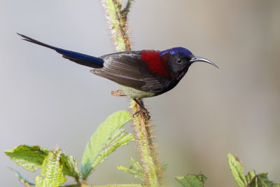 Black-throated Sunbird - Zwartkeelhoningzuiger - Souimanga sombre (m)