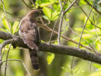 Hodgson's Hawk-Cuckoo - Hodgsons Sperwerkoekoek - Coucou de Hodgson