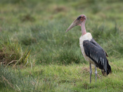 Marabou Stork - Afrikaanse Maraboe - Marabout d'Afrique