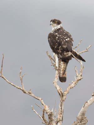 African Hawk-Eagle - Afrikaanse Havikarend - Aigle fasci