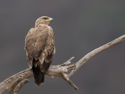 Tawny Eagle - Savannearend - Aigle ravisseur