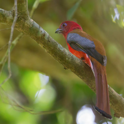 Red-headed Trogon - Roodkoptrogon - Trogon  tte rouge (m)