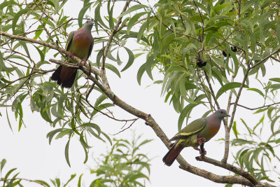  Pink-necked Green Pigeon - Maleise Papegaaiduif - Colombar giouanne