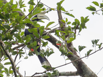 Black Hornbill - Zwarte Neushoornvogel - Calao charbonnier