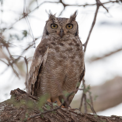 Spotted Eagle-Owl - Afrikaanse Oehoe - Grand-duc africain
