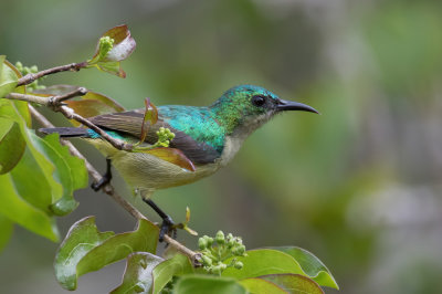 Collared Sunbird - Halsbandhoningzuiger - Souimanga  collier (f)
