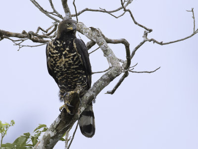 Crowned Eagle - Kroonarend - Aigle couronn