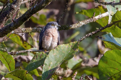 Common Hawk-Cuckoo - Indische Sperwerkoekoek - Coucou shikra