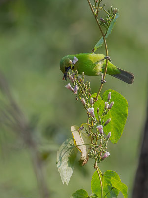 Jerdon's Leafbird - Jerdons Bladvogel - Verdin de Jerdon 