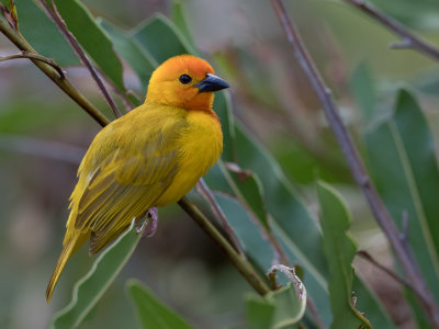 Golden Palm Weaver - Palmwever - Tisserin palmiste (m)