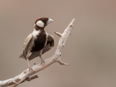 Chestnut-headed Sparrow-Lark - Somalische Vinkleeuwerik - Moinelette d'Oustalet