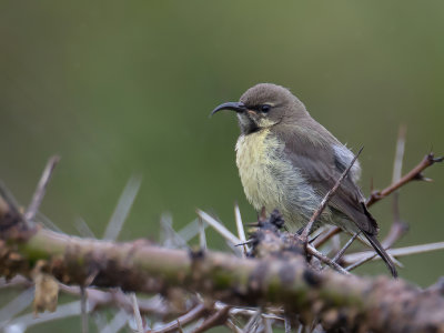 Variable Sunbird - Ornaathoningzuiger - Souimanga  ventre jaune (imm male)