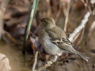 Eurasian Chaffinch - Vink - Pinson des arbres