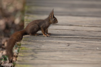 Eurasian red squirrel