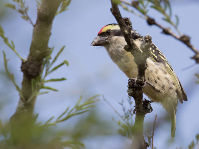 Red-fronted Barbet - Diadeembaardvogel - Barbican  diadme