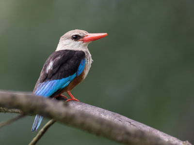 Grey-headed Kingfisher - Grijskopijsvogel - Martin-chasseur  tte grise