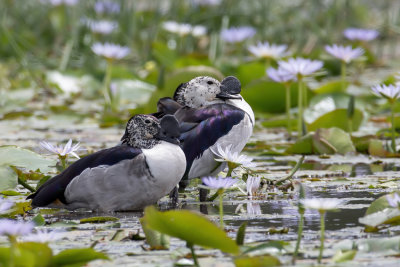 Knob-billed Duck - Knobbeleend - Canard  bosse (m)