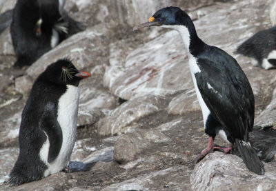Imperial Shag - Keizeraalscholver - Cormoran impérial