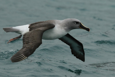 Grey-headed albatross - Grijskopalbatros - Albatros à tête grise