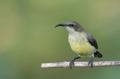 Variable Sunbird - Ornaathoningzuiger - Souimanga  ventre jaune (f)