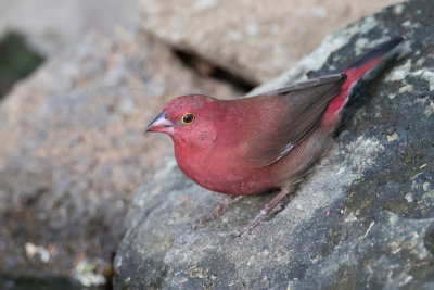 Red-billed Firefinch - Vuurvink - Amarante du Sngal (m)