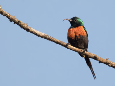 Black-bellied Sunbird - Menieborsthoningzuiger - Souimanga nectarin