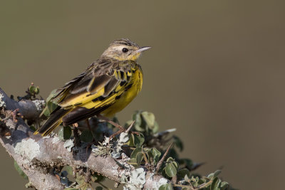 Golden Pipit - Gouden Pieper - Pipit dor