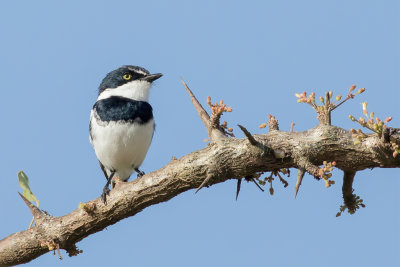 Chinspot Batis - Witflankvliegenvanger - Pririt molitor (m)