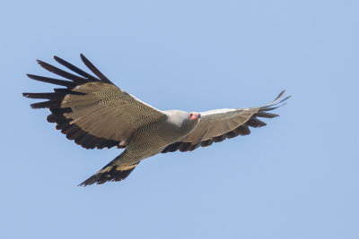 African Harrier-Hawk - Kaalkopkiekendief - Gymnogne d'Afrique