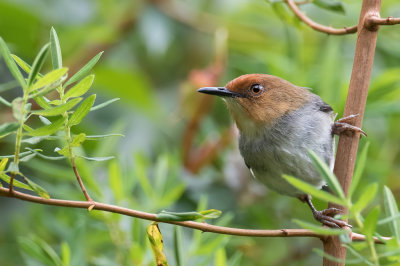 Red-capped Forest Warbler - Roodkapsnijdervogel - Couturire d'Afrique