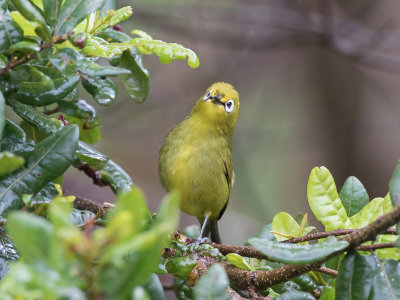 Southern Yellow White-eye - Zuidelijke Afrikaanse Brilvogel - Zostrops jaune du Sud