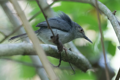 Long-billed Forest Warbler - Moreaus Snijdervogel - Couturire de Moreau