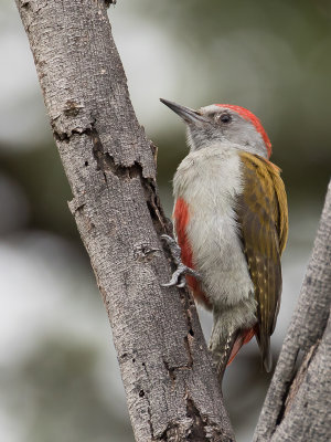 Eastern Grey Woodpecker - Ethiopische Grijsgroene Specht - Pic spodocphale (m)