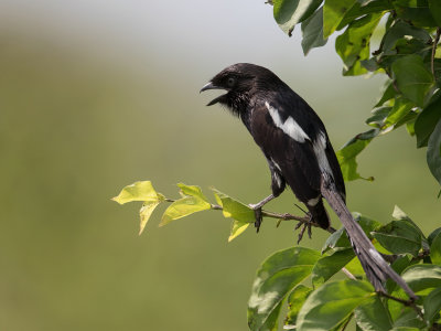 Magpie Shrike - Eksterklauwier - Corvinelle noir et blanc